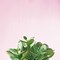 Succulent Simplicity III on Pink Poster Print by Felicity Bradley - Item # VARPDX34349